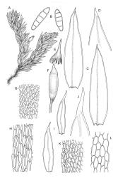 Image: R.C. Wagstaff © Landcare Research 2017 